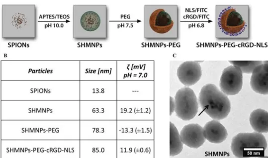 Figure 1.      A) Scheme of the synthetic route of SHMNPs surface functionalization, B) Physicochemical characterization (mean diameter and zeta poten- poten-tial by dynamic light scattering), and C) representative transmission electron microscopy image sh