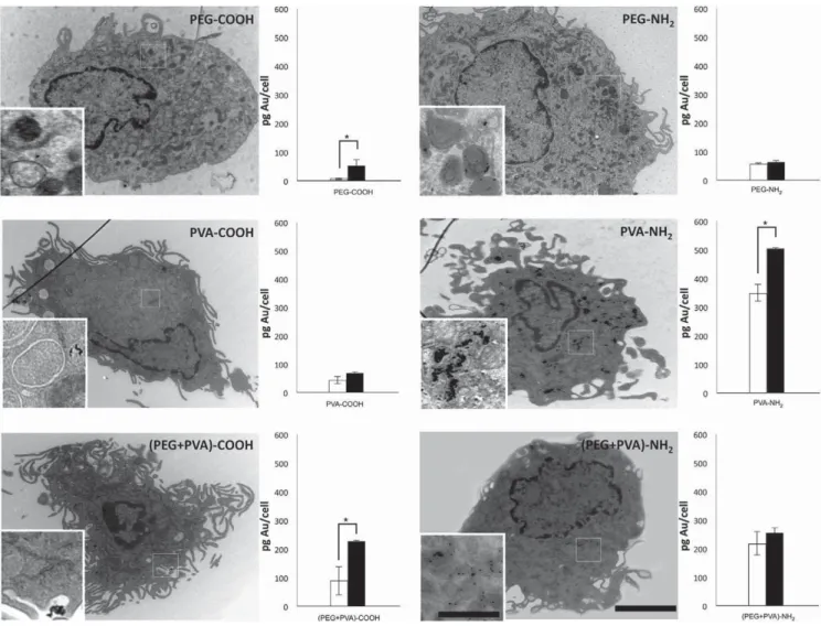 Figure 2. Cellular uptake of AuNPs by MDDCs shown with TEM images and ICP-OES measurements