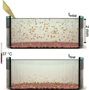 Figure 5.      Illustration of in vitro cell-culture experiments and dosimetry. 