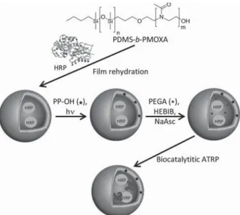 Figure 1.     Filling of polymersomes with polymers by biocata- biocata-lytic ATRP. Self-assembly of amphiphilic block copolymers in  the presence of HRP yielded enzyme-loaded vesicles, which  were subsequently permeabilized by photoreaction with an  α -hy