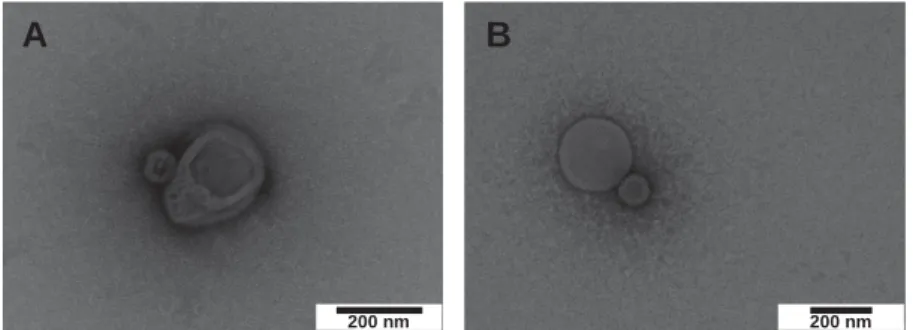 Figure S6. A and B) Additional TEM micrographs of poly(PEGA)-filled polymersomes  obtained by HRP-catalyzed ATRP within photo-permeabilized PMOXA-b-PDMS  polymersomes
