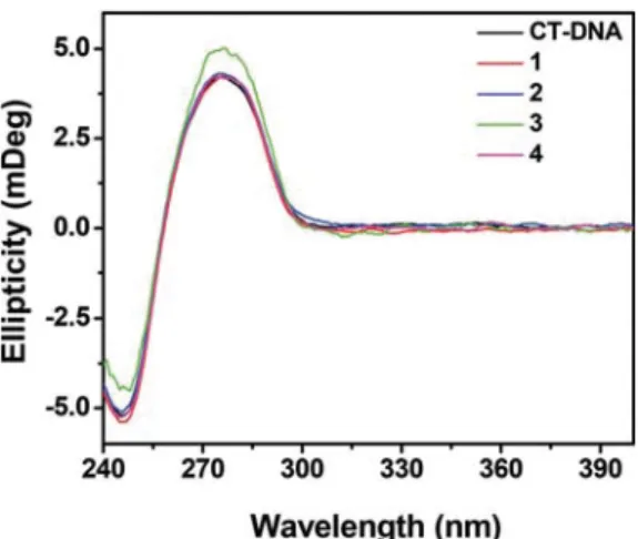 Fig. 12 Gel diagram showing the concentration dependent chemical nuclease activity by 1 – 4; 300 ng of SC pUC19 DNA at di ﬀ erent concentrations of the complexes [1 – 300 μM in 50 mM Tris – HCl bu ﬀ er ( pH 8.0) containing 1% DMF] was treated with hydrogen