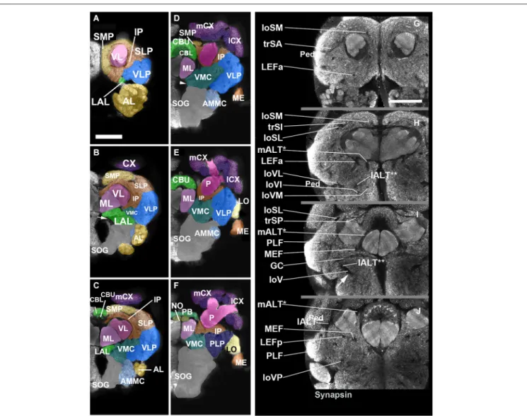 FIGURE 2 | Neuropil compartments of the Cardiocondyla brain and axon tracts associated with brain compartments