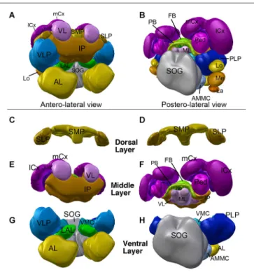 FIGURE 3 | 3D digital model of the adult brain compartments of the ant Cardiocondyla obscurior