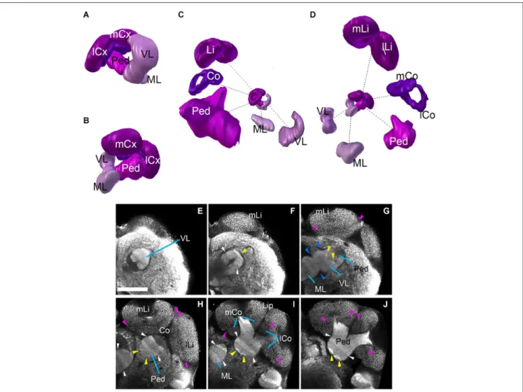 FIGURE 4 | Mushroom bodies neuropil complex of the ant Cardiocondyla obscurior. (A,B) 3D digital model of the MB showing the relative position of each of its elements, (C,D) 3D model showing each of its elements isolated;