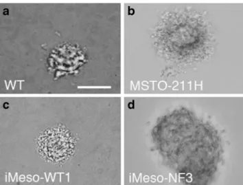 Figure 5. Morphology and growth of the murine mesothelioma cell lines RN5, AK7, and AB12 in vitro