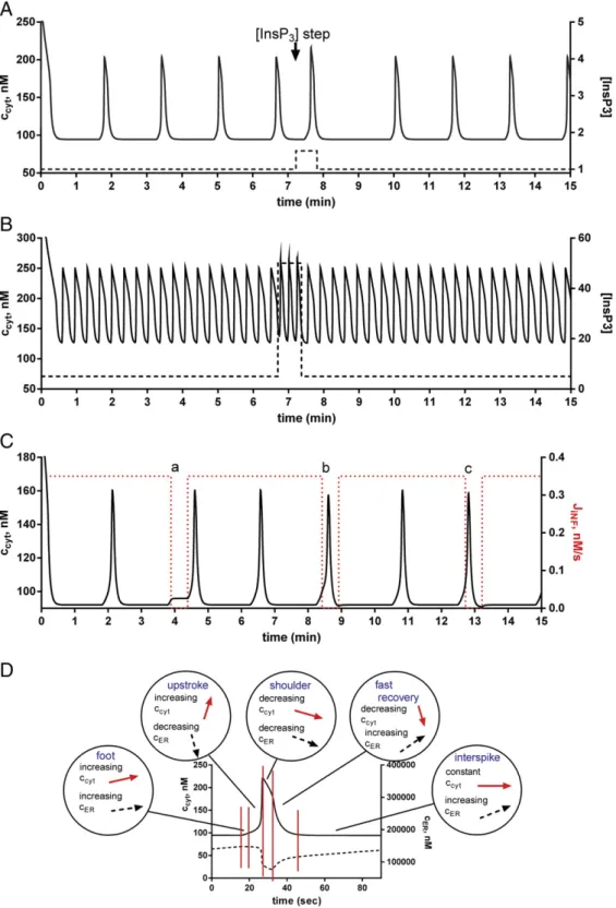 Fig. 6. Model simulations based on experiments previously reported by others. A. In an oscillating airway smooth muscle cell, an instantaneous, ﬂash photolysis-induced increase in [InsP 3 ] results in an initial Ca 2+ spike and a delay of only the next pea