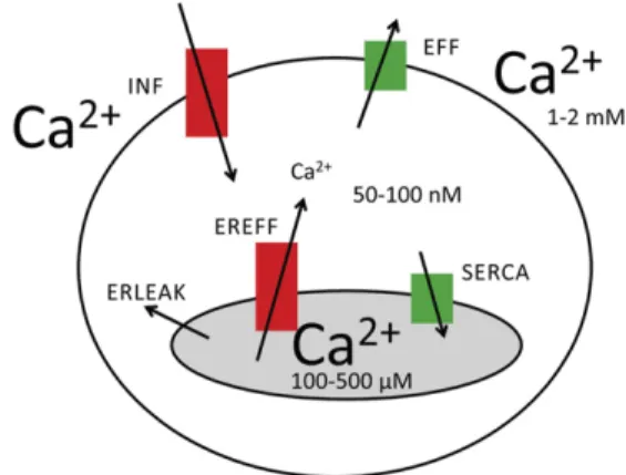 Fig. 1. Schematic model of cellular compartments implicated in Ca 2+ oscillations in mouse primary mesothelial cells