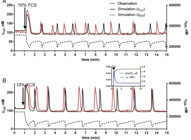 Fig. 3. Modeling of serum-induced Ca 2+ oscillations. A. A mesothelial cell recording (red trace) showing low [InsP 3 ]-based oscillations was selected for the ﬁtting