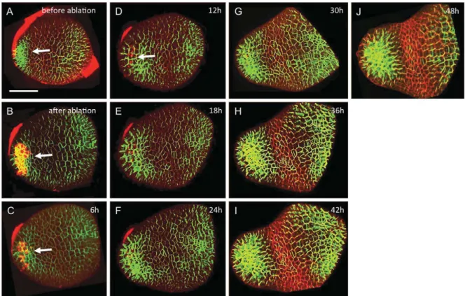 Fig. 2. Development of the apex and expression of PIN1-GFP after ablation of the incipient midvein of P 1 