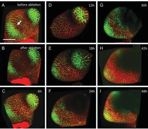 Fig. 3. Development of a PIN1-GFP control apex without ablation. An apex of the PIN1-GFP tomato line are shown in transverse optical section before (A) and just after (B) mock ablation, and 6 (C), 12 (D), 18 (E), 24 (F), 30 (G), 42 (H) and 48 (I) h after m
