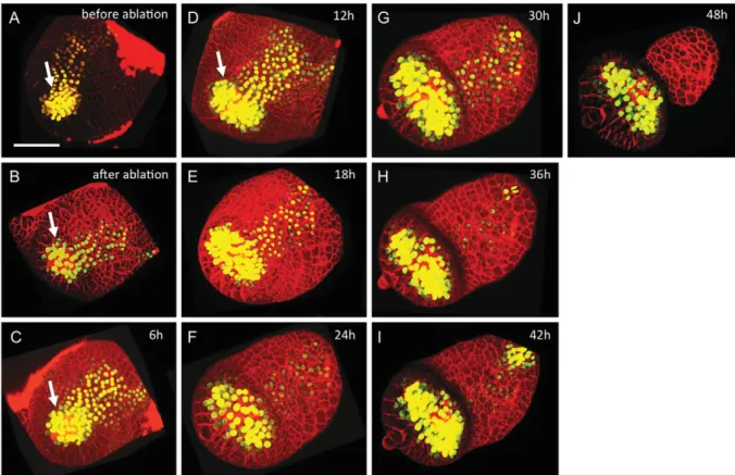 Fig. 5. Induction of DR5:YFP at P 1 after ablation of the incipient midvein. An apex of the DR5:YFP tomato line was treated as in Fig