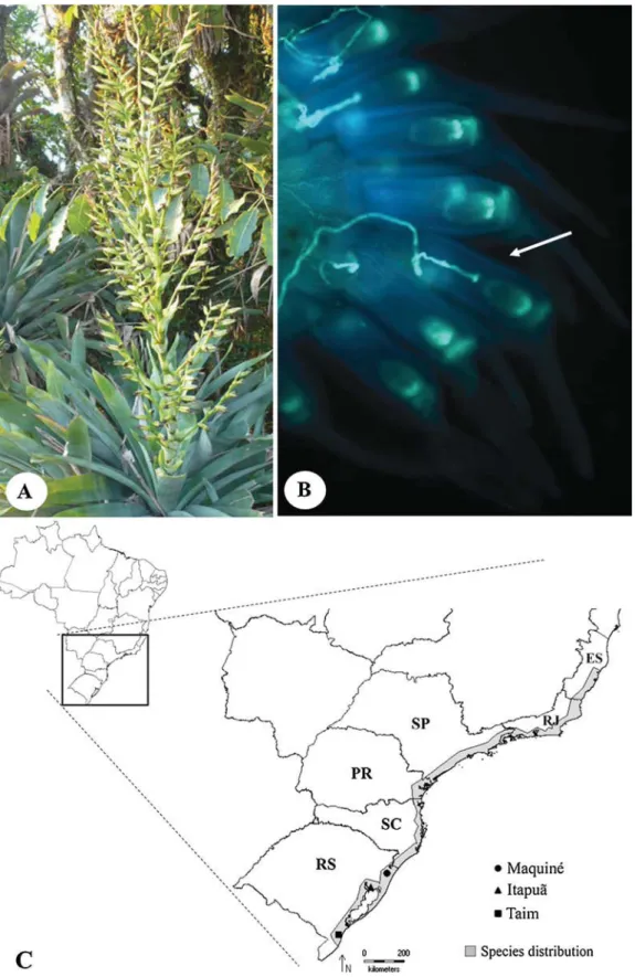 Fig. 1. (A) Individual showing large characteristic inﬂorescence of this species in the fruiting season