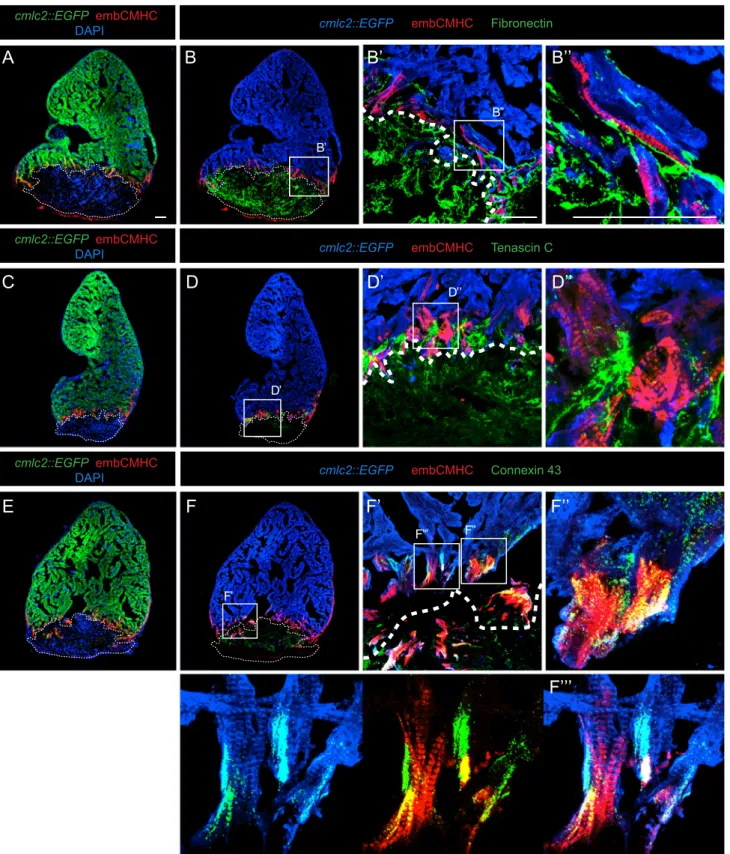Fig. 6. EmbCMHC-expressing CMs integrate with both the provisional ﬁbrotic tissue and mature myocardium
