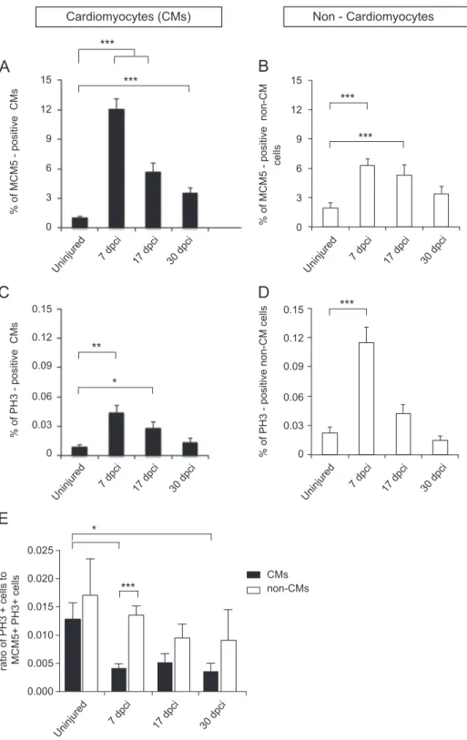 Fig. 4F). We found that the majority (approx. 65%) of CMs located in the regenerated myocardium were BrdU-positive, supporting a notion that new cardiac tissue derives from newly generated cells