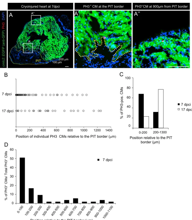 Fig. 3. Spatio-temporal distribution of PH3-positive CMs reveals two regenerative patterns in response to myocardial infarction