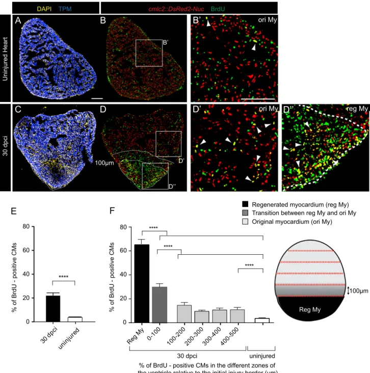 Fig. 4. Spatial distribution of BrdU-labeled CMs after the completion of heart regeneration demonstrates the local and global patterns of the proliferative activity
