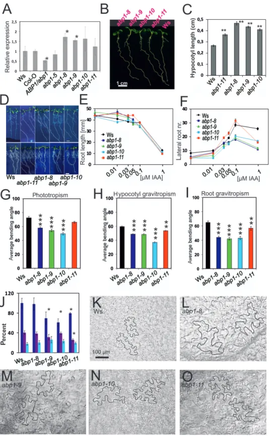 Fig. 2.  Developmental physiology of abp1 mutant seedlings. (A) Level of ABP1 transcript in abp1 mutants in comparison to the respective wild types  ABP1 (abp1-5 is in Col-O, all others in Ws)