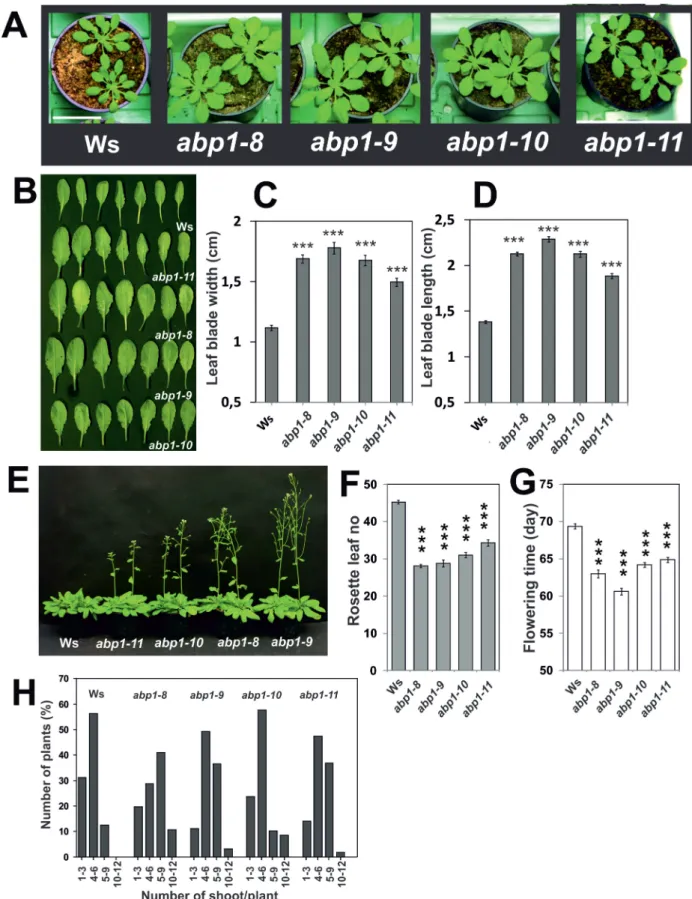 Fig. 4.  Phenotypes of abp1 mutants grown in short days (8h/16h light/dark). (A) Representative images of 37-day-old rosettes of Ws and abp1 mutants (abp1- (abp1-8, abp1-9, abp1-10, abp1-11)