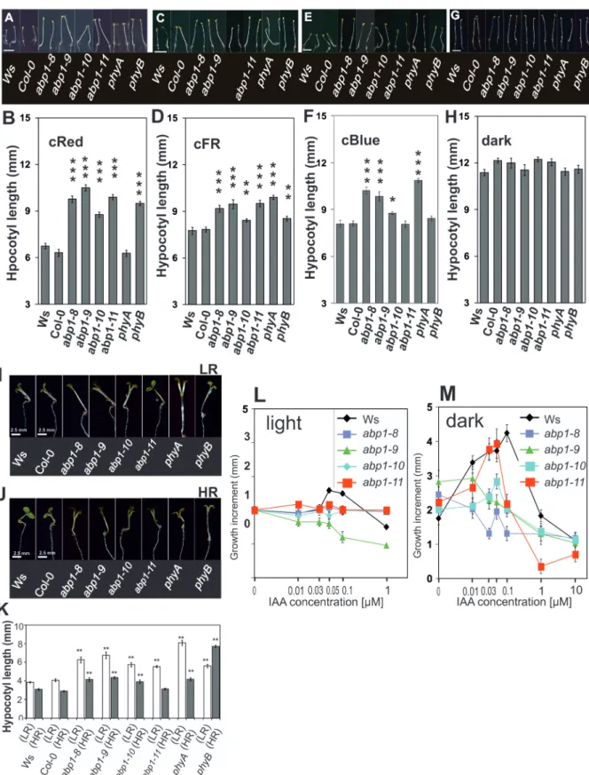 Fig. 5.  Elongation in monochromatic continuous light (R, FR, B) of 4 d-old seedlings in Ws and abp1 mutants, phyA and phyB