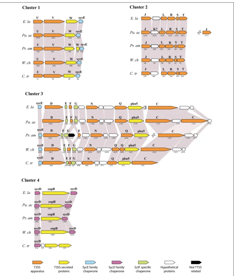 FIGURE 2 | Conservation of the type III secretion system (adapted from Bertelli et al., 2010)
