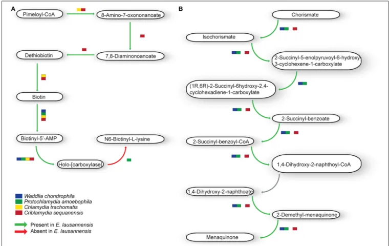 FIGURE 6 | Co-factor metabolism in E. lausannensis and related chlamydia. Predicted intermediate metabolism for biotin (A) and menaquinone (B) biosynthesis