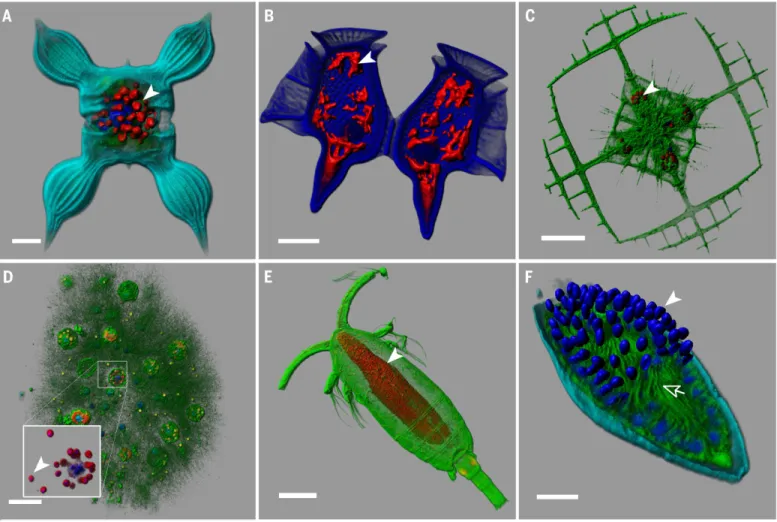 Fig. 4. Illustration of key eukaryotic plankton lineages. (A) Stramenopila;
