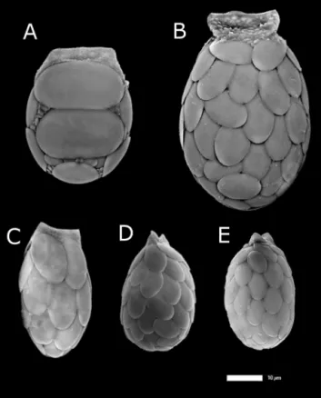Figure 1. Light micrographs illustrating the ﬁve species studied in this manuscript: A