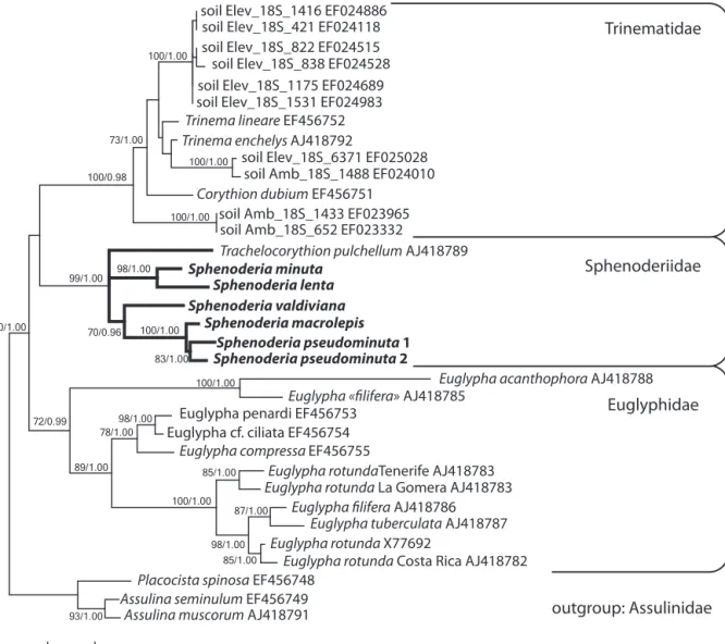 Figure 4. Maximum likelihood tree representing the families Assulinidae, Euglyphidae, Trinematidae and Sphenoderiidae