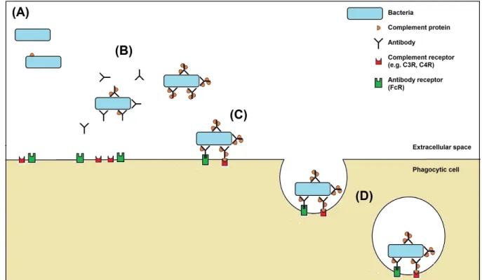 Figure 1: An overview of opsonophagocytosis of bacteria by immune sera.  