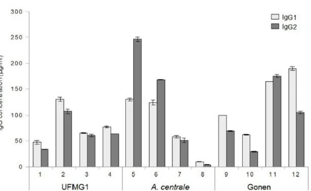 Figure 8: IgG1 and IgG2 antibody responses to infection with UFMG1 (calves 1-4, samples taken  from the UFMG1 group before challenge with Gonen), A