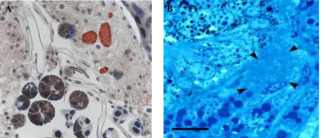 Figure  1.2.  A.  marginale  development  within  tick  tissues.  A).  Colonies  (red)  in  D