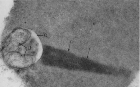 Figure  1.5.  Electron  micrograph  of  tailed  Anaplasma  marginale  in  bovine  erythrocytes  containing  a  comet-like  (arrows)  inclusion  appendage  (C)  containing  two  subunits (U) (taken from Simpson et al