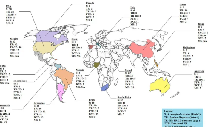 Figure  3.2.  World  A.  marginale  MSP1a  molecular  map.  The  worldwide  molecular  characterization  of  A