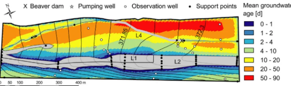 Fig. 7. Calibration-constrained groundwater ﬂow ﬁeld (shown as groundwater isopotentials with an equidistance of 15 cm) and vertically averaged groundwater age from the reference model scenario using the RH surface water level distribution (Fig