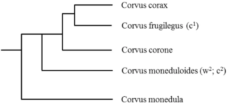 Figure 1. Simplified phylogenetic tree of the five main studied species in the corvus  genera