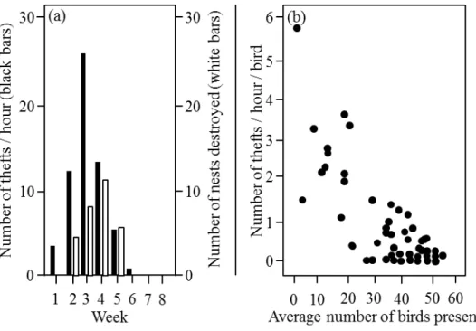Figure 1a-b. General stealing patterns during the breeding season. (a) Total number  of thefts observed during the season according to the observation week during which  the  observations  were  carried  out  (black  bars)  and  the  total  number  of  nes