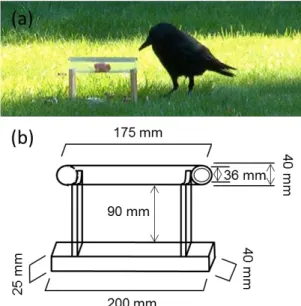 Figure 2a-b. Apparatus. a Picture of the apparatus baited with a food reward placed  in the center of the Plexiglas tube with the crow “Blake” approaching the tube from  the side