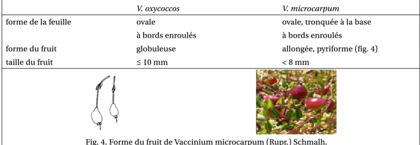 Tableau 5. Caractères distinguant Vaccinium oxycoccos L. et Vaccinium microcarpum (Rupr.) Schmalh.