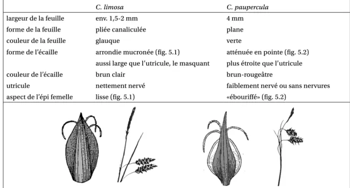 Fig. 5.1.–Carex limosa L.  Fig.5.2.–Carex paupercula Michx.