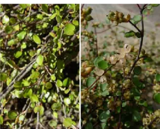 Fig. 5 et 6.  Arum maculatum, une plante sado-masochiste ?  en fleurs (g) et écorché (dr)