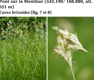 Fig. 7 et 8.  Carex brizoides, en population dense (g)   détails de deux inflorescences (dr)