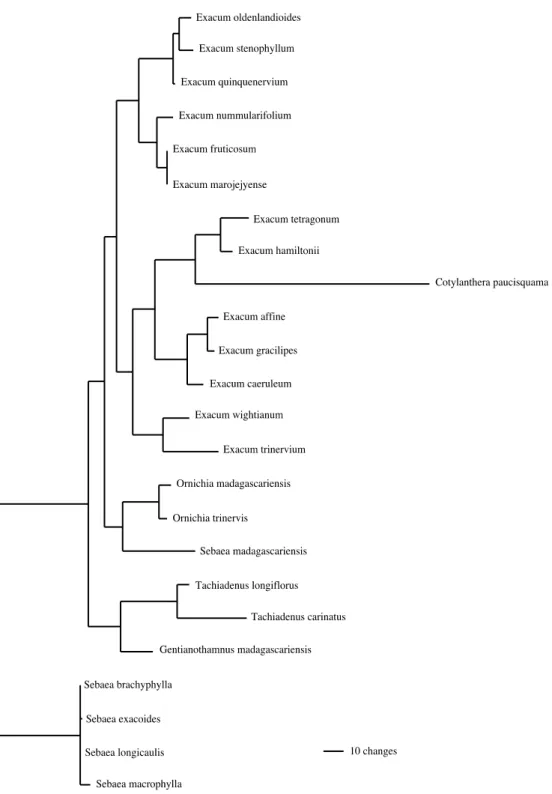 Fig. 3. Phylogram of one of the 13 equally most parsimonious trees obtained from combined analyses on ITSand trnL (UAA) intron sequences of the tribe Exaceae only (length ¼ 629, CI ¼ 0.72 including autapomorphies, CI ¼ 0.61 excluding autapomorphies, RI ¼ 0