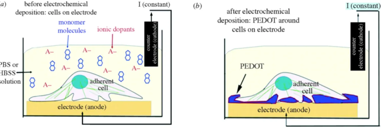 Figure  1-15.  (a)  Schematic  of  the  electrochemical  deposition  cell  and  the  neural  cell  monolayer  cultured  on  the  surface  of  the  metal  electrode  prior  to  polymerization