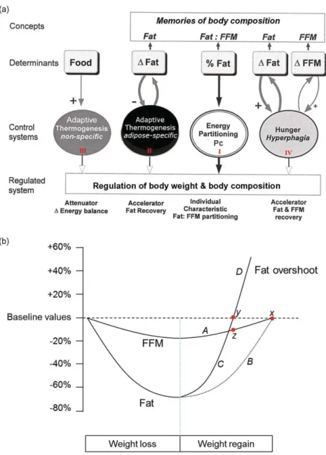 Figure 3 (a) Conceptual model for autoregulation of body composition during weight recovery depicting the various control systems involved, namely (i) the control of energy partitioning between fat-free mass (FFM) and fat compartments, which determines the
