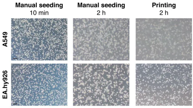 Figure  S1.  Qualitative  analysis  of  cell  proliferation  following manual  seeding  and  printing  of  cells