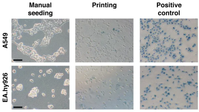 Figure S2. Trypan Blue exclusion test of cell viability. Representative phase contrast micrographs  of epithelial (top panel) and endothelial cells (bottom panel) seeded manually or printed after 24 h in  culture