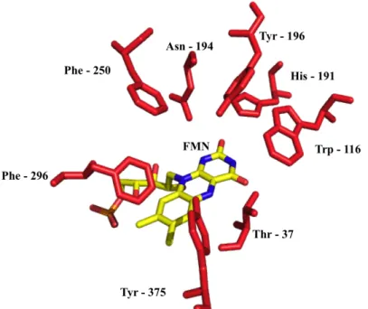 Figure 1: Active site of the Wild Type Old Yellow Enzyme 1 (OYE1) from S.pastonarius. Some amino acids  that take part to the formation of the active site are highlighted in red