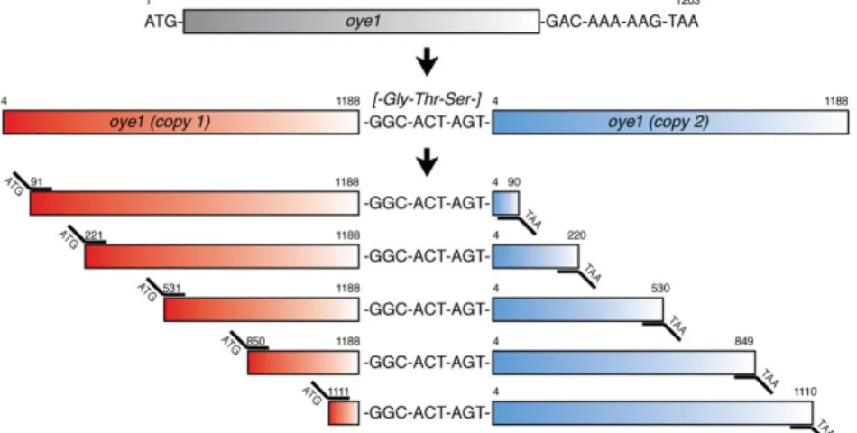 Figure  2:  Creation  of  circular  permutants  of  OYE1  [1].  The  two  genes  are  plugged  together  with  a  nine- nine-nucleotide  sequence  encoding  the  -Gly-Thr-Ser-  linker