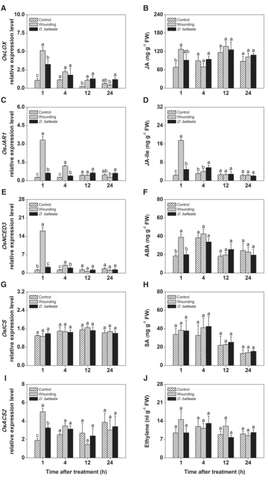 Figure 1. Jasmonates are induced by mechanical wounding and cucumber beetle attack under nonﬂooded  condi-tions